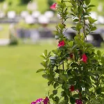 Alpinresort Schillerkopf Hotel 4*